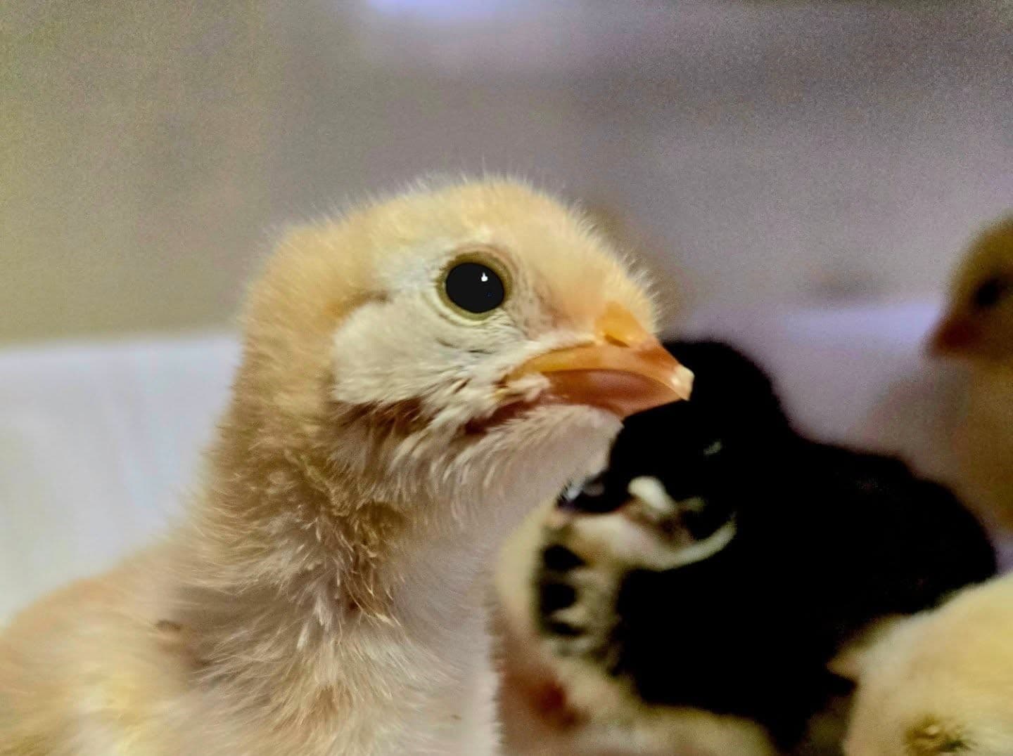 Cykl życia piskląt